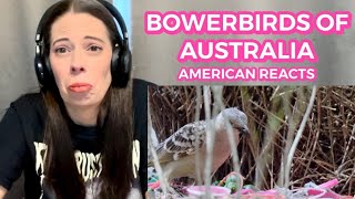 IMPRESSIVE BUILDING SKILLS OF THE GREAT BOWERBIRD | AMERICAN REACTS