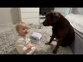 Funny Moment Baby Teaches, but Dog and Kitten Want to Play!