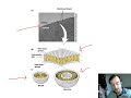 Biomembrane Structure (Chapter 7)