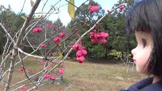 30秒の心象風景26427・ツリバナ～玉丘古墳公園～