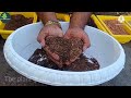 bonsai soil mix tips बोनसाई के लिए पौधों का चयन कैसे करें