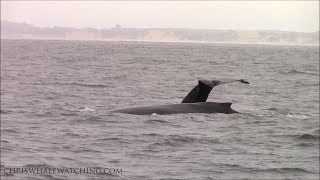 6.23.19 Humpback Whales \u0026 Risso's Dolphin