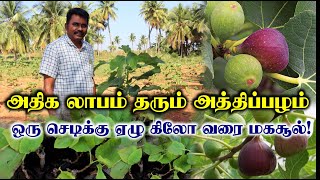 அதிக லாபம் தரும் அத்தி சாகுபடி | குறைந்த விலையில் கன்றுகள் | Fig Fruit cultivation | Free Delivery