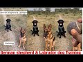 German shepherd vs Labrador 😱 || #shorts #viral