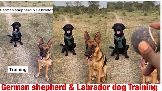 German shepherd vs Labrador 😱 || #shorts #viral