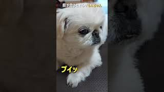 目が合うとそらすもんちゃん#ペキニーズ #dog #short