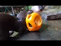 cute zoo animals celebrate halloween