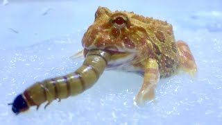 Can Baby Horned Frogs Swallow Giant Mealworms? 🐛【horned frog】