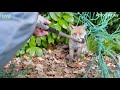 fox gets hopelessly tangled in garden netting animal rescue