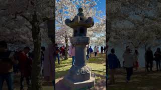 Every year, the cherry trees around the Tidal Basin spring into brilliant bloom #travel #keşfet  🌺