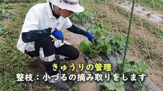 【収穫を上げるために】キュウリの子づる摘芯・整枝方法