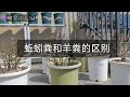 月季配土中的植料们（稻壳炭、草木灰、蚯蚓粪等）都有什么区别？What are the differences between the plant in the soil for roses?