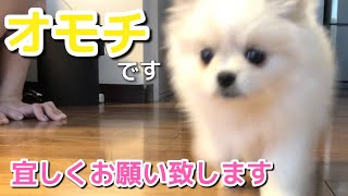 おもちちゃんがお家にやってきた！ポメラニアンとペキニーズのMix