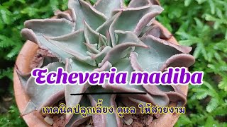 Echeveria madiba/วิธีปลูกกุหลาบหิน|Echeveria madiba|ไม้อวบน้ำ|Succulent|สำหรับมือใหม่|Mom1010_garden