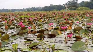 বরিশালের সাতলায় লাল শাপলার বিল।