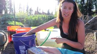 Culling Roosters and Canning Chicken Stock | Swimming in Alaska's Heat Wave