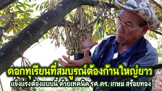 ดอกทุเรียนที่สมบูรณ์ต้องก้านใหญ่ยาวแข็งแรงต้องแบบนี้ รศ.ดร. เกษม สร้อยทอง KING FARMER