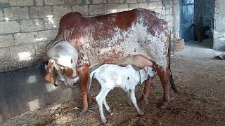 best kabri gir cow no sale 8128114181