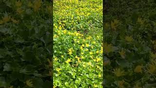 Spring Ukrainian Flowers, Pshinka or Ficaria verna, Pilewort, Fig Buttercup, Kyiv, Ukraine 27.04.22