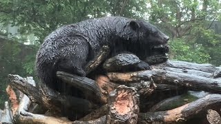 土砂降りの中お昼寝クーちゃん【2023年6月14日】【上野動物園】ツキノワグマ