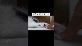 触りたい〜猫の肉球は魅惑的  #猫 #cat #ノルウェージャンフォレストキャット  https://youtu.be/KlVO-vQdf78