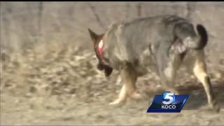 Lawmaker wants cadaver dogs to get proper training to do their jobs