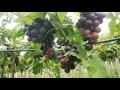 பன்னீர் திராட்சை ன் அற்புதமான நன்மைகள் black grapes health benefits in tamil