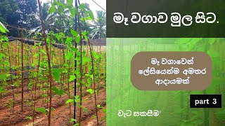 මෑ වගාව මුල සිට | Maa wagawa sinhala | part 3