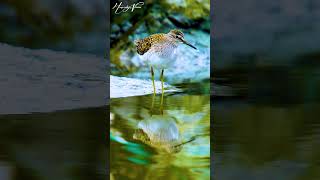 Sandpiper Bird