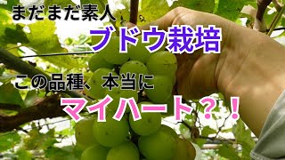 ぶどうの品種マイハート？！