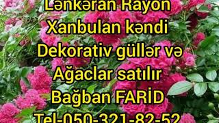 Lənkəran Rayon xanbulan kəndi dekorativ ağaclar  və güllər satılır Bağban FARİD Tel-050-321-82-52