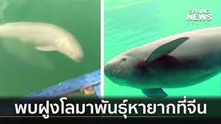 พบฝูงโลมาพันธุ์หายากที่เกาะฉางต่าวของจีน | 4 มี.ค. 62 | คัดข่าวค่ำ