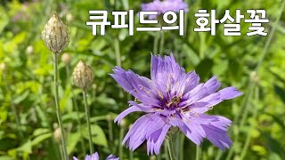 #화살꽃, Cupid's dart 'Major', Catananche caerulea #노지월동 #다년생 여름꽃, 밴쿠버 폭염, Gardening, Vancouver