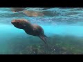 Snorkeling with a sea lion in the Galapagos Islands