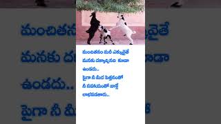 మంచితనం మరీ ఎక్కువైతే | Motivational Quotes in Telugu | #quotes #sheersupport #shorts