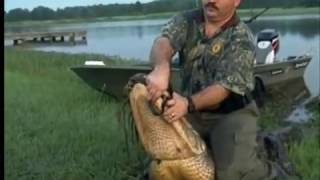Alligator Conservation in Mississippi