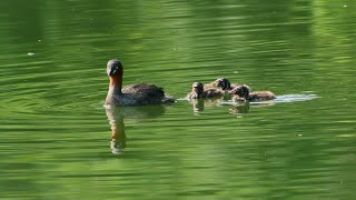 08 01 カイツブリの親子オスの子守