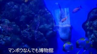 ネズミフグ（ハリセンボン科１）