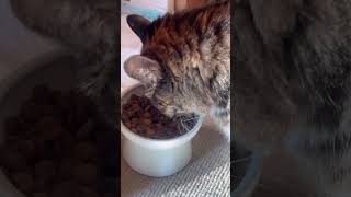 今年も食欲旺盛😸 This year's appetite is strong#shorts#cat#cats#猫#おもしろ猫動画