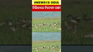 ଚିଲିକାରେ ବିଦେଶୀ ପକ୍ଷୀ | Migratory birds arrive in larger numbers at Mangalajodi in Chilika #shorts