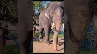 ഈരാറ്റുപേട്ട അയ്യപ്പൻ 😍❤️🔥🐘elephant in kerala