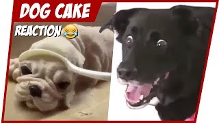 HILARIOUS DOG REACTION TO CUTTING CAKE 😂TRY NOT TO LAUGH 🐕