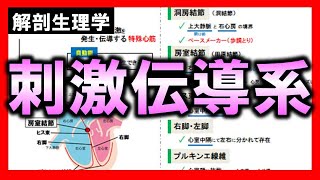 【解剖生理学（循環器系）】刺激伝導系：リメイクver.