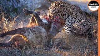 When a Leopard uses 99% of Its Strength to Finish Hyena