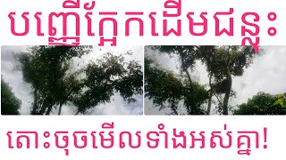 បញ្ញើក្អែកដើមជន្លុះKH108