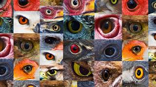 Beyond the Rainbow: The Spectacular Colours of Birds