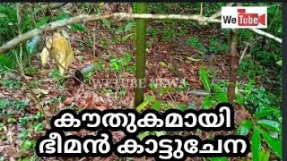 കൗതുകമായി ഭീമൻ കാട്ടുചേന | WETUBE NEWS