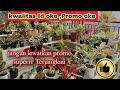 Promo Murah Aglaonema Minion dan Kresna, jangan kehabisan part 1~660