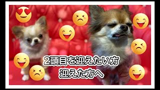 【２頭目を迎える方へ】先住犬とうまくやっていく方法？！