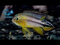 12 21【dc短鯛坊】b阿蓮卡阿卡西短鯛 no.h5【dwarfcichlid】​⁠​⁠@dcasfish